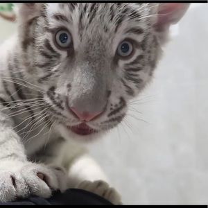 Meet your Posher, Jayvin